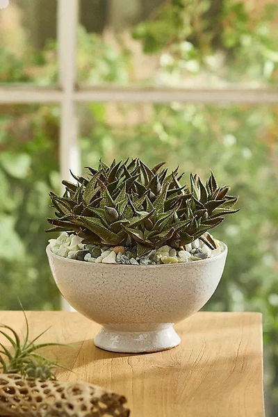 Terrain Footed Ceramic Bowl Planter In Neutral