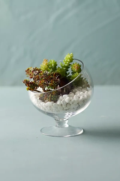 Terrain Footed Spotlight Terrarium, Small In Transparent