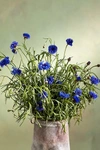 TERRAIN FRESH CORNFLOWER BUNCH