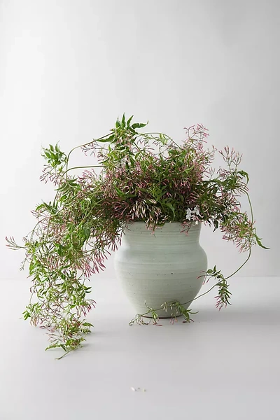 Terrain Fresh Jasmine Bunch In White