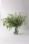 Terrain Fresh Olive Branch Bunch