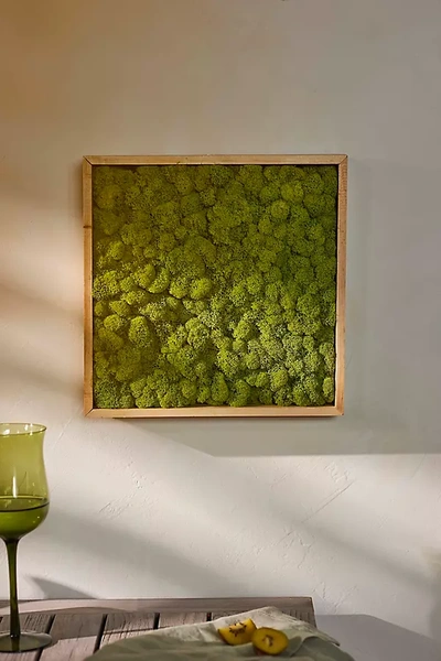 Terrain Framed Reindeer Moss In Green