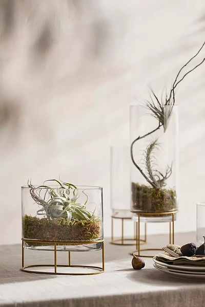 Terrain Glass + Gold Stand Terrarium