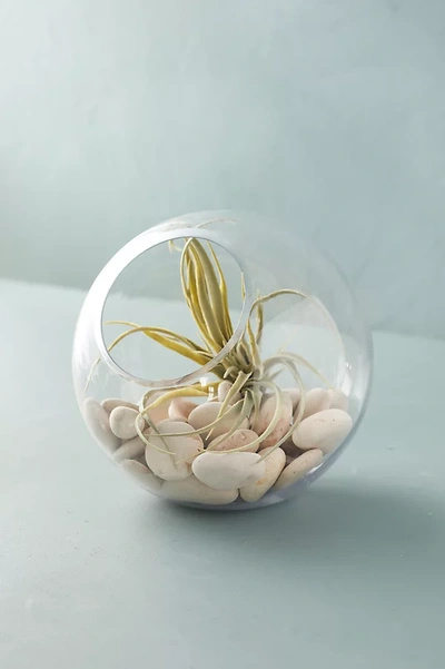 Terrain Angled Fishbowl Terrarium In Transparent