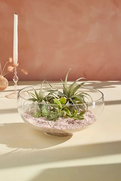 Terrain Low Rounded Bowl Terrarium In Transparent