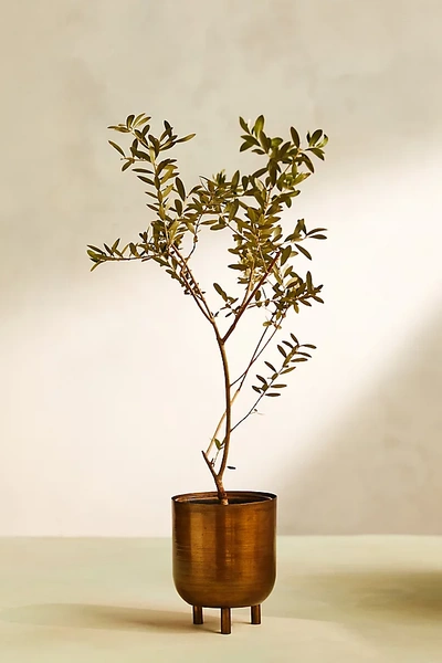 Terrain Arbequina Olive Tree, Metal Pot In Burgundy