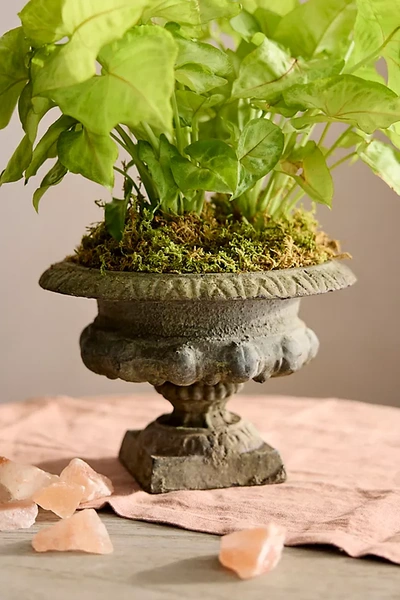 Terrain Mini Cast Iron Urn Planter In Green