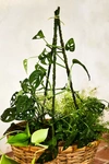 Terrain Mossy Plant Stakes, Set Of 6