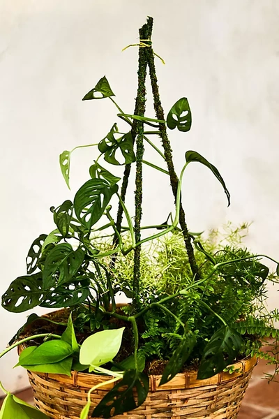 Terrain Mossy Plant Stakes, Set Of 6 In Green