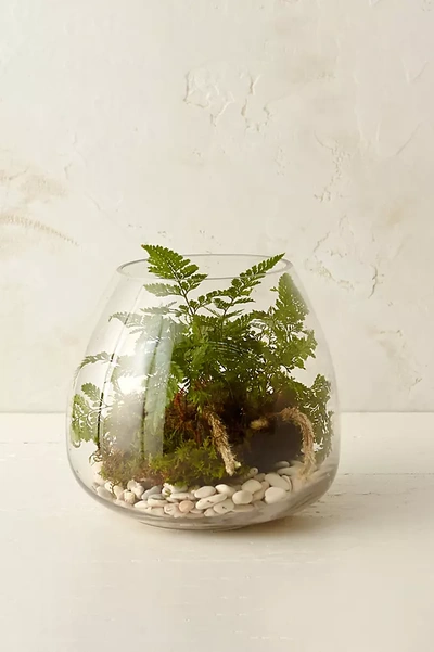 Terrain Polished Drop Terrarium