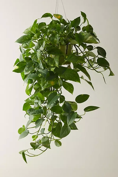 Terrain Pothos Plant In Green