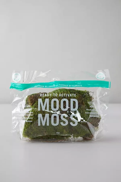 Terrain Preserved Mood Moss In Green