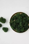 Terrain Preserved Reindeer Moss In Green