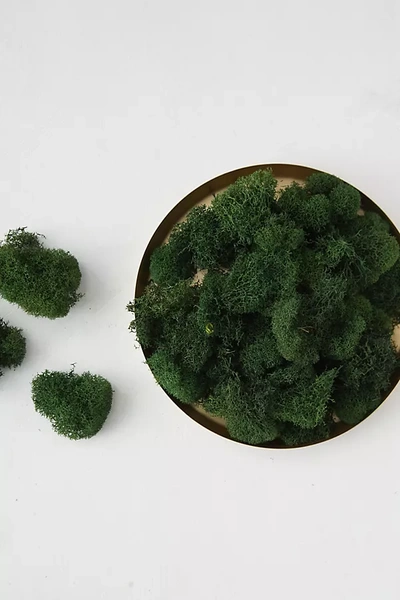 Terrain Preserved Reindeer Moss