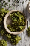 Terrain Preserved Reindeer Moss In Green