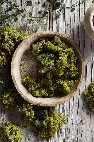 Terrain Preserved Reindeer Moss In Green
