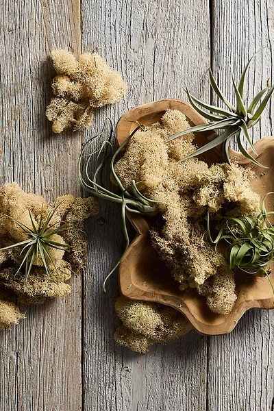 Terrain Preserved Reindeer Moss In Neutral