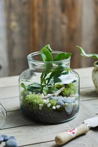 Terrain Recycled Glass Jar Terrarium In Transparent