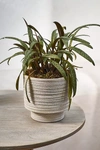 Terrain Ridged Texture Footed Planter, 5.5"