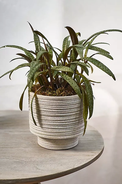 Terrain Ridged Texture Footed Planter, 5.5" In Gray
