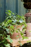 Terrain Daisy Terracotta Pot + Saucer Set