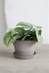 Terrain Daisy Terracotta Pot + Saucer Set In Gray