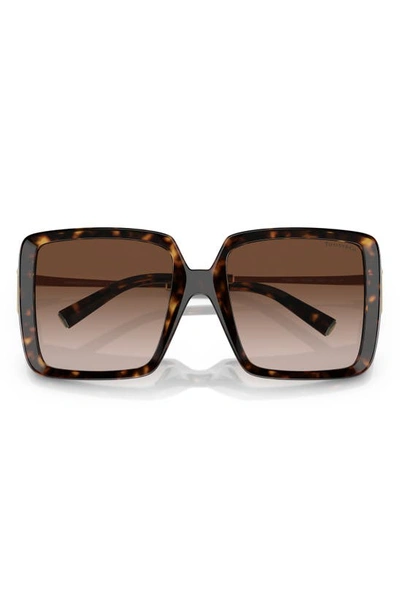 Tiffany & Co 55mm Gradient Square Sunglasses In Havana