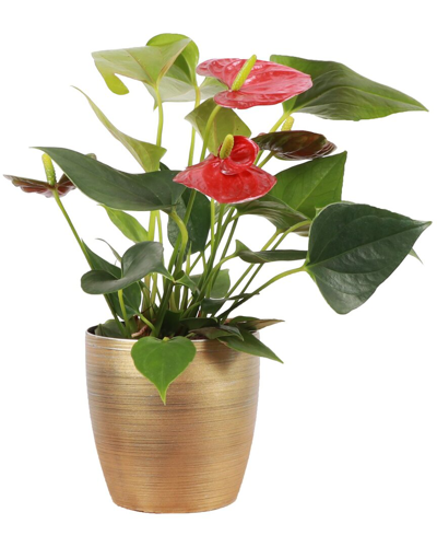 Thorsen's Greenhouse Live Anthurium Plant In Gold Holiday Pot