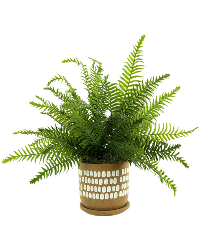 Creative Displays Ferns In Decorative Pot In Green