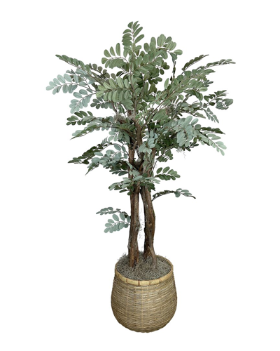 Creative Displays Decorative Moringa Oleifera Tree In Bamboo Planter In Green