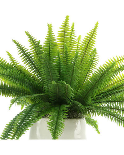 Creative Displays Organic Modern Boston Fern Arrangement In Green