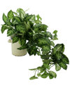 Creative Displays Decorative Nephthytis Arranged In Ceramic Vase In Green