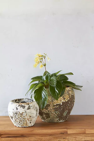 Terrain Barnacle Round Shoulder Pot In Beige