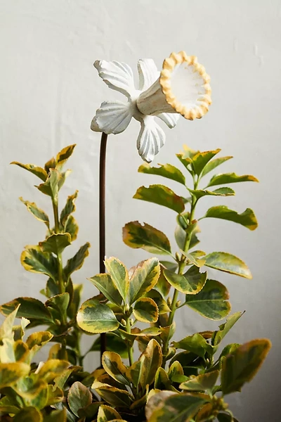 Terrain Daffodil Iron Stake In Green