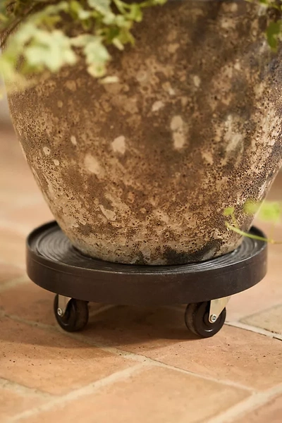 Terrain Rubber Plant Dolly