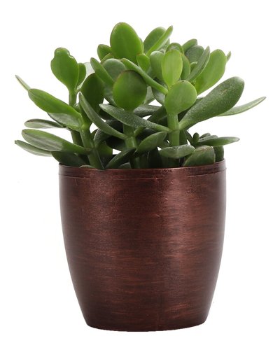 Thorsen's Greenhouse Jade In Small Copper Pot In Brown