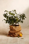 Terrain Meyer Lemon Tree