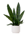 NEARLY NATURAL NEARLY NATURAL 16IN ARTIFICIAL SANSEVIERIA SNAKE PLANT WITH DECORATIVE PLANTER