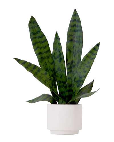 Nearly Natural 16in Artificial Sansevieria Snake Plant With Decorative Planter In Green