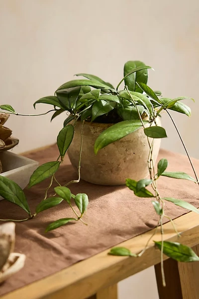 Terrain Hoya Crassipetiolata Plant In Green