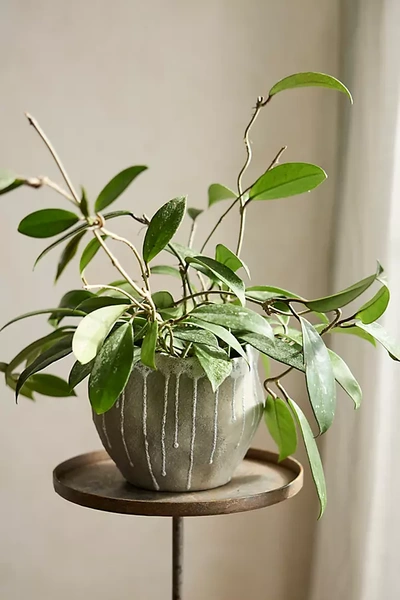 Terrain Hoya Pubicalyx Plant In Green