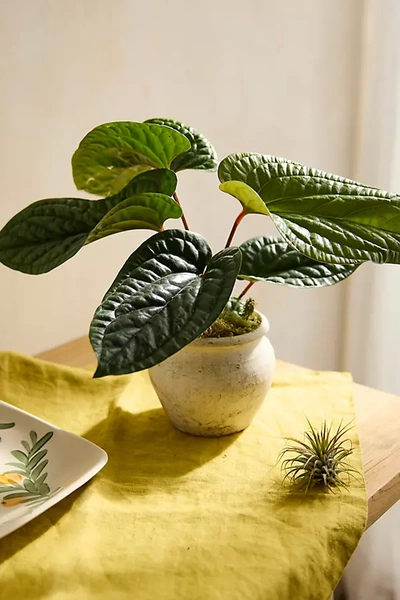 Terrain Anthurium Radicans Plant In Gold