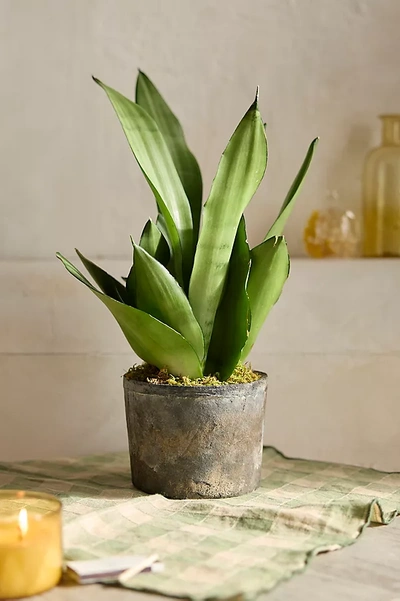 Terrain Moonshine Snake Plant In Green