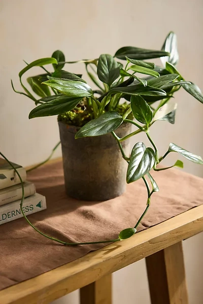 Terrain Monstera Standleyana Plant In Green