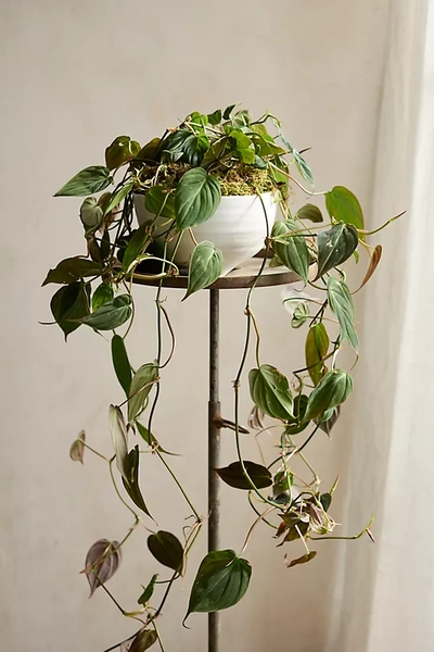 Terrain Philodendron Micans Plant In Green