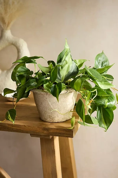 Terrain Philodendron Brasil Plant In Green