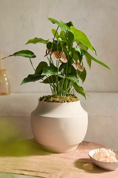 Terrain Pink Anthurium, Ceramic Planter In Green