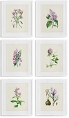 Napa Home & Garden Flower Study Prints, Set Of 6 Wall Art
