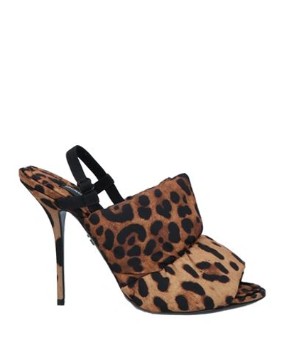 Dolce & Gabbana Woman Sandals Brown Size 6.5 Polyamide, Elastane