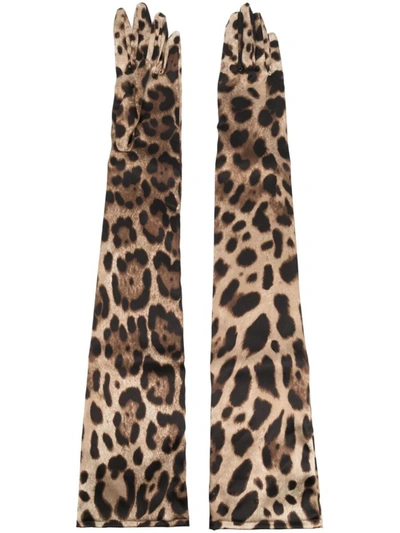 Dolce & Gabbana Long Leopard Print Gloves Accessories In Brown